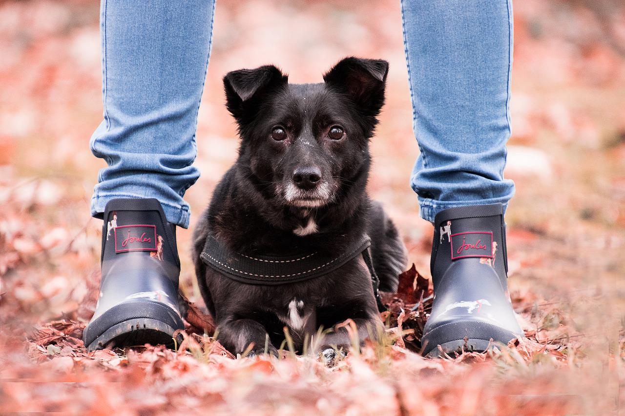 womendog